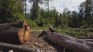 Best Tree Risk Assessment  in Justice, OK
