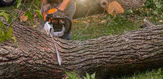 Best Lawn Maintenance Plans  in Justice, OK