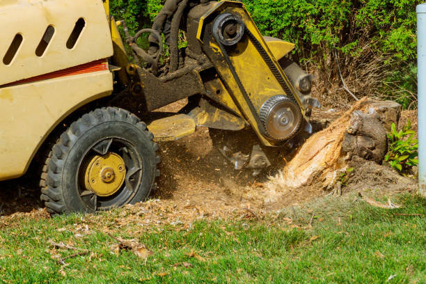 Best Sod Installation  in Justice, OK