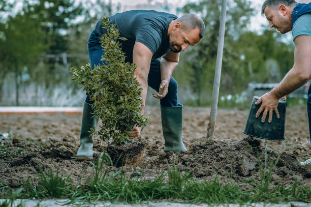 Lawn Grading and Leveling