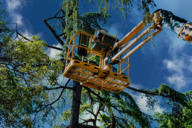  Justice, OK Tree Services Pros