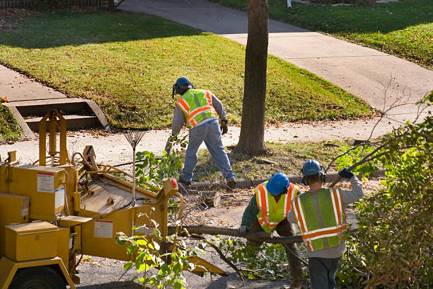How Our Tree Care Process Works  in  Justice, OK