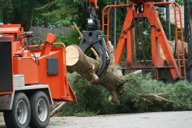 Best Emergency Tree Removal  in Justice, OK