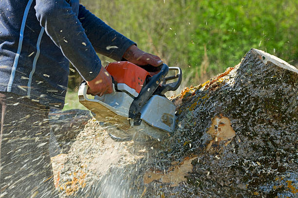Best Arborist Consultation Services  in Justice, OK