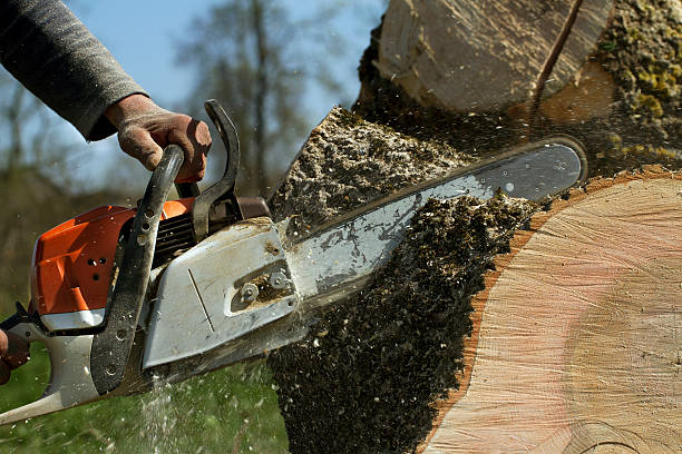 Best Tree Cabling and Bracing  in Justice, OK