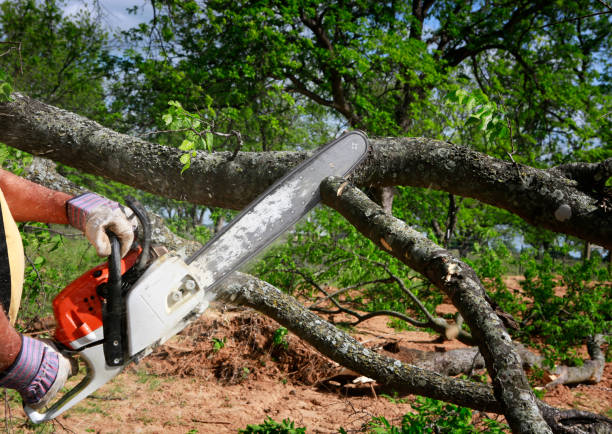 Best Lawn Grading and Leveling  in Justice, OK